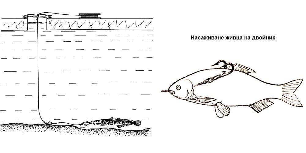 На что ловят налима зимой на жерлицы