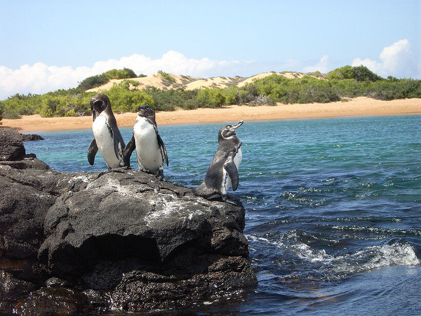 Галапагосские пингвины. Фото взято в качестве иллюстрации
