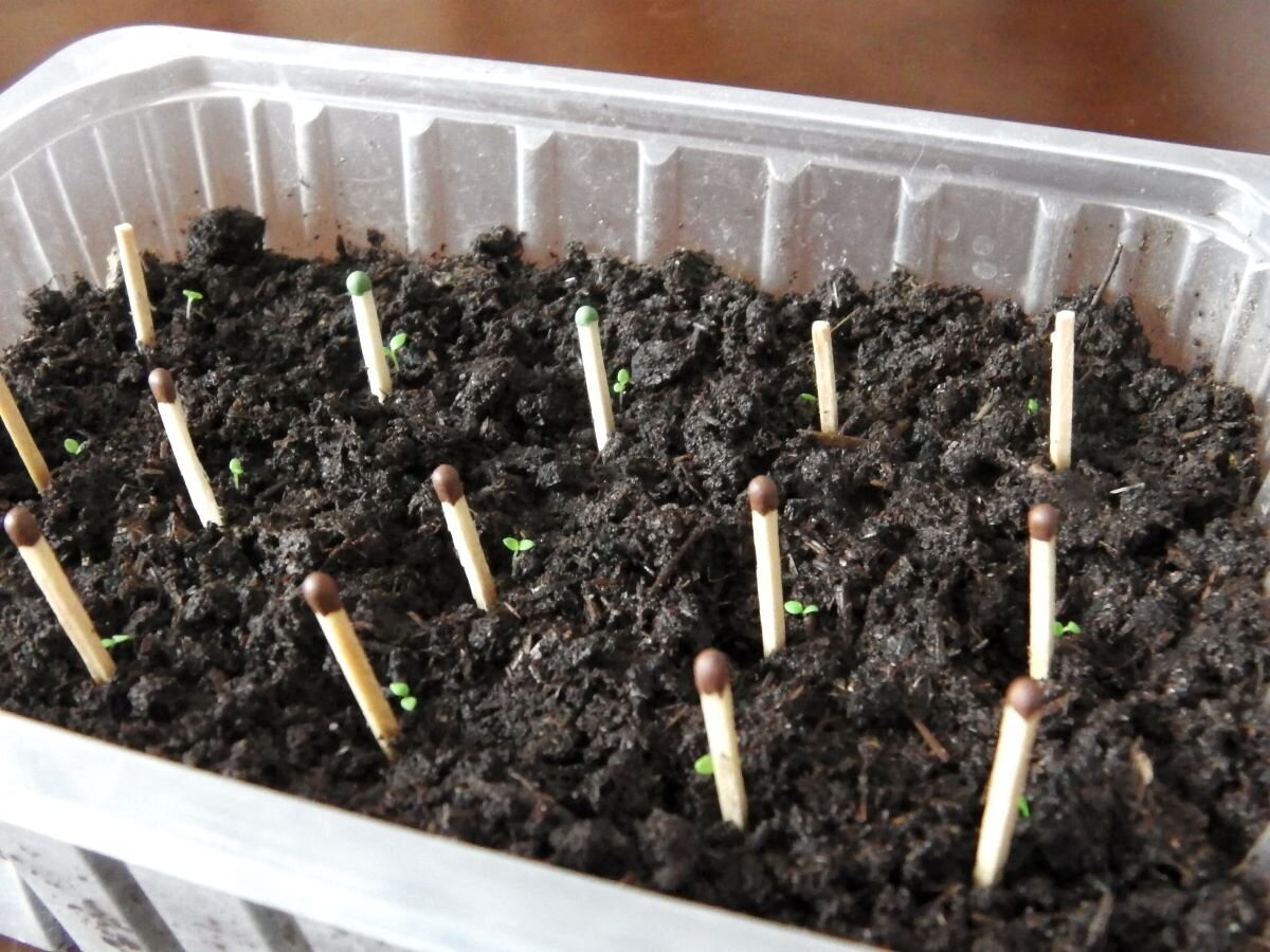 Посев петунии со спичками. Фото автора