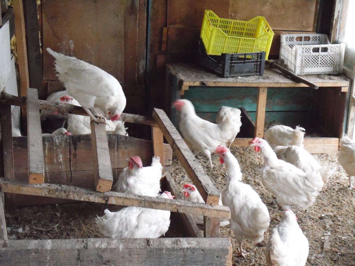 Молодняк 5 месяцев