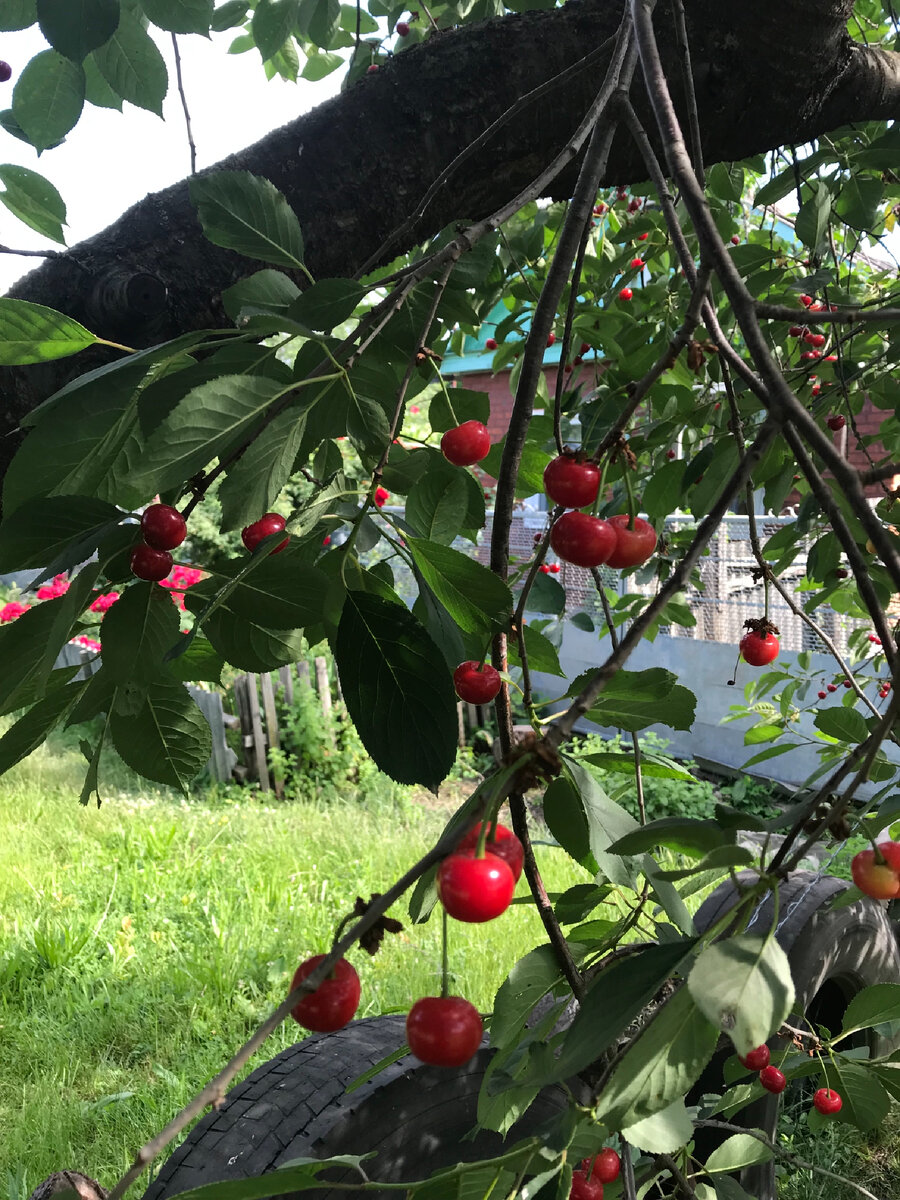 Вишня 🍒 и многие другие фруктовые деревья растут на улице. 