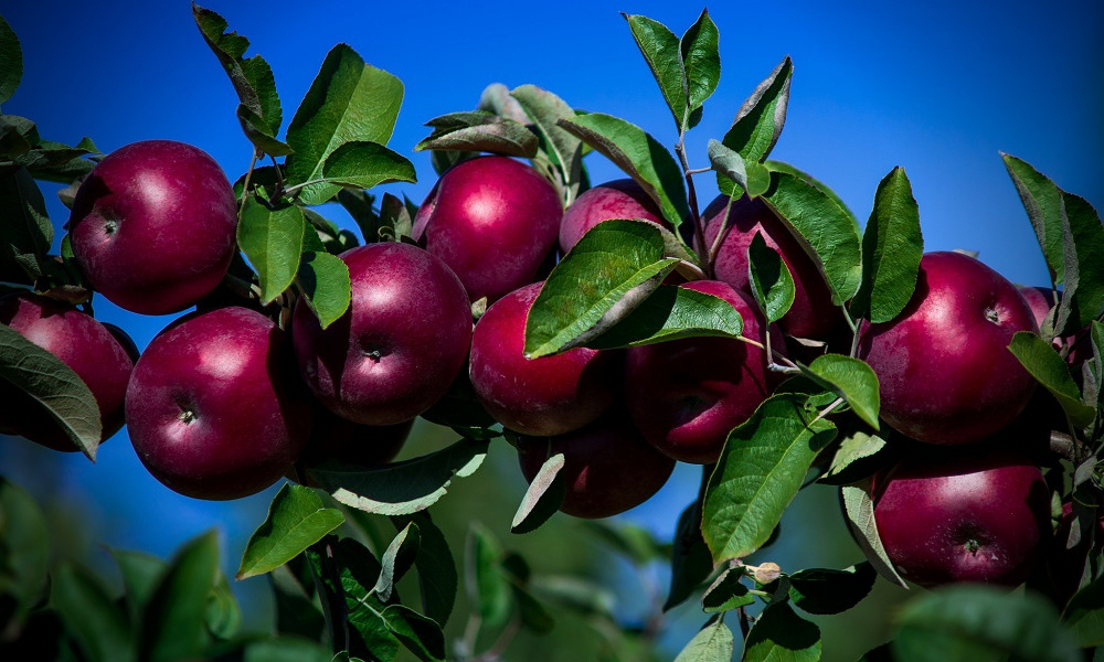 Яблочки просятся в рот
