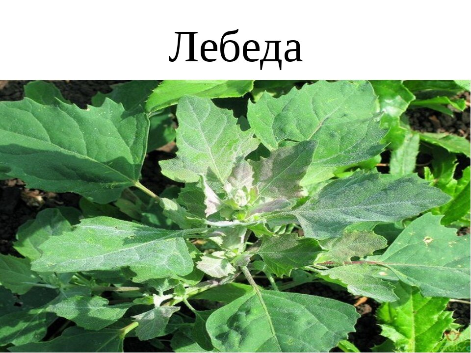 День лебеды. Лебеда (Atriplex). Лебеда Марь-белая растение. Лебеда осот молочай. Лебеда копьелистная.