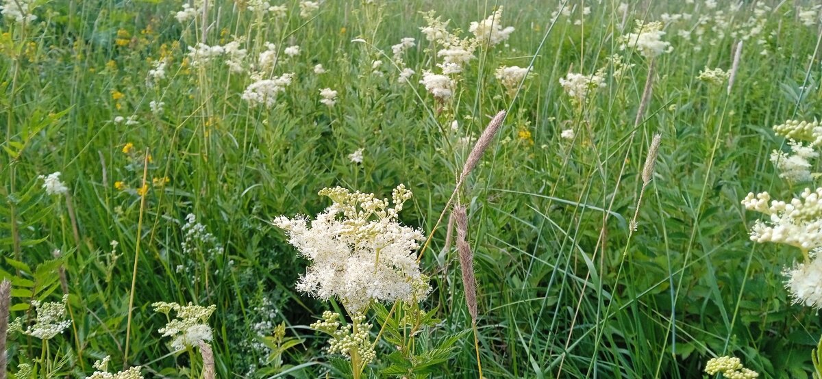 лужайка с таволгой. фото автора