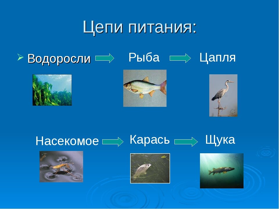 По рисунку составь 2 цепи питания одна из которых начинается в воде другая на суше