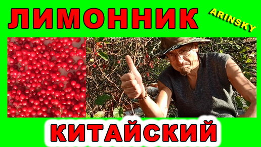 Мой натуральный допинг - лимонник китайский