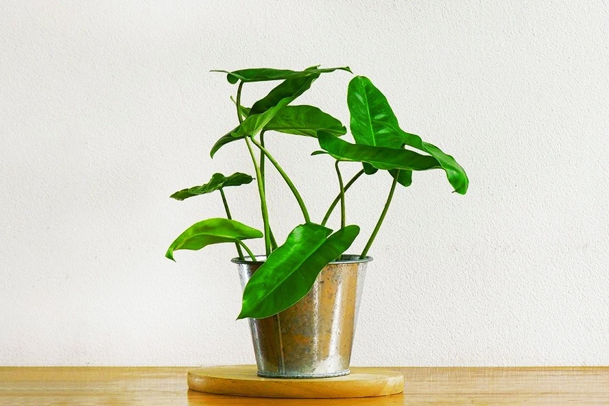 Филодендрон