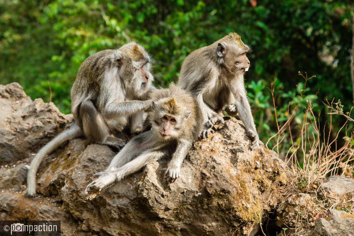 Бонобо - самые любвеобильные обезьяны. | Пикабу