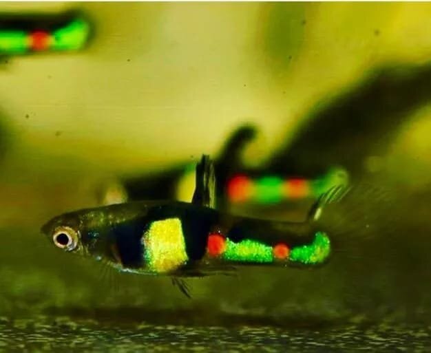 Это реакции. Они должны быть зеленые. Но всегда найдется пара сотен любителей создать ажиотаж. И реакции начинают краснеть. Как этот гуппи