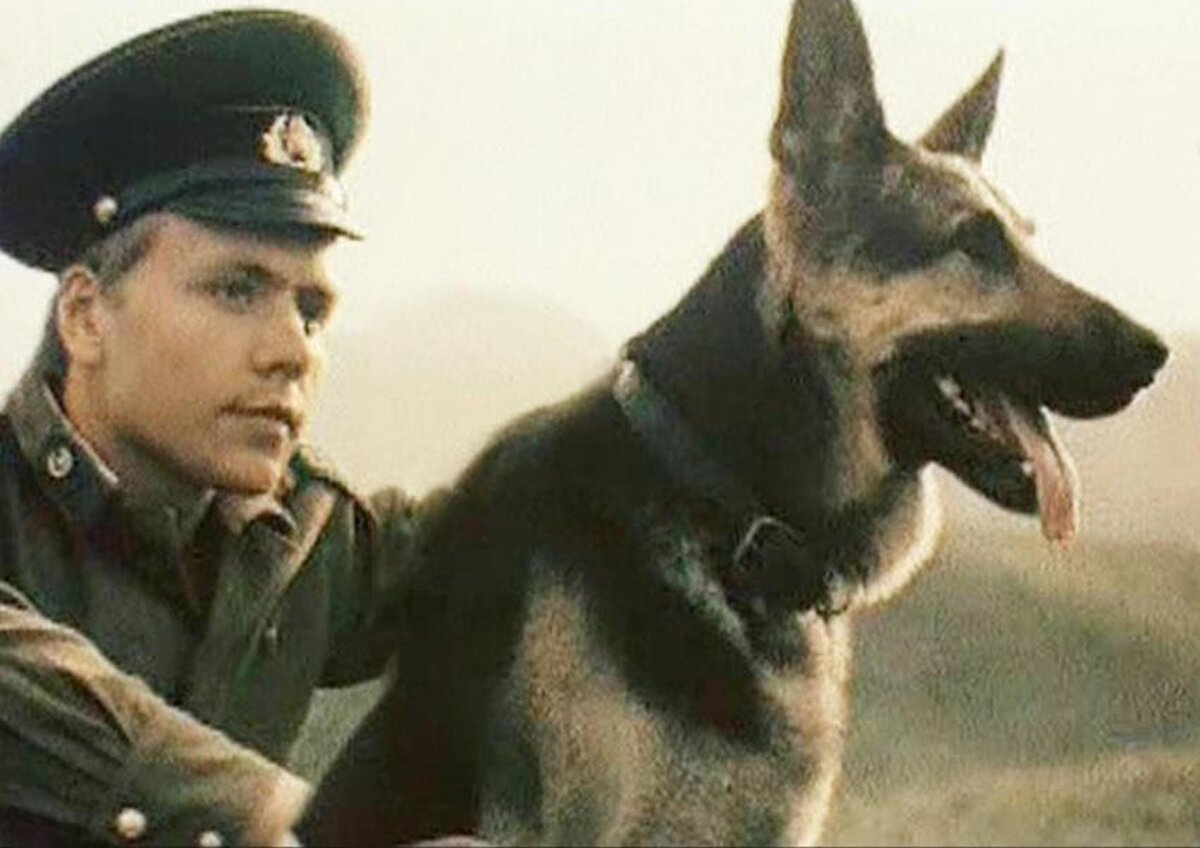 Кадр из фильма "Пограничный пес Алый". Восточноевропейская овчарка Брут