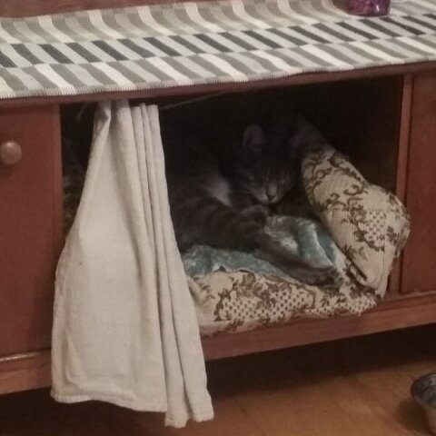 Чур не я! Я в домике🏠.