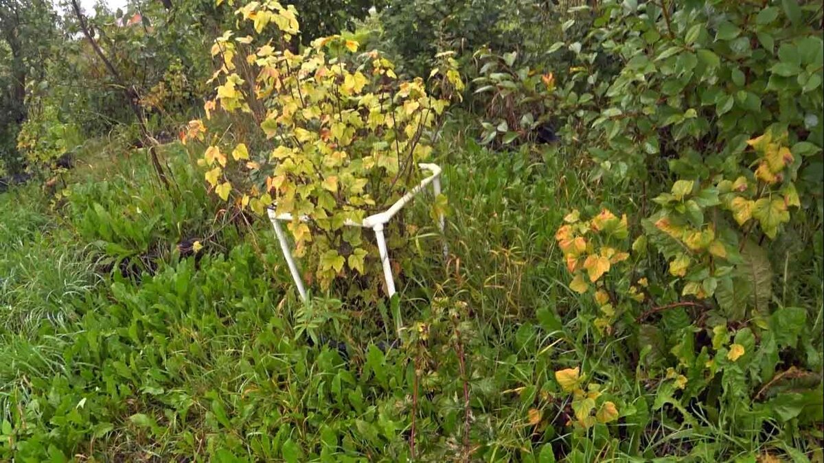 Вечная оградка на кусте