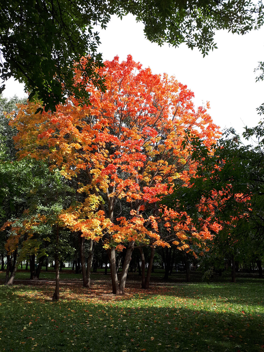 Золотая осень.