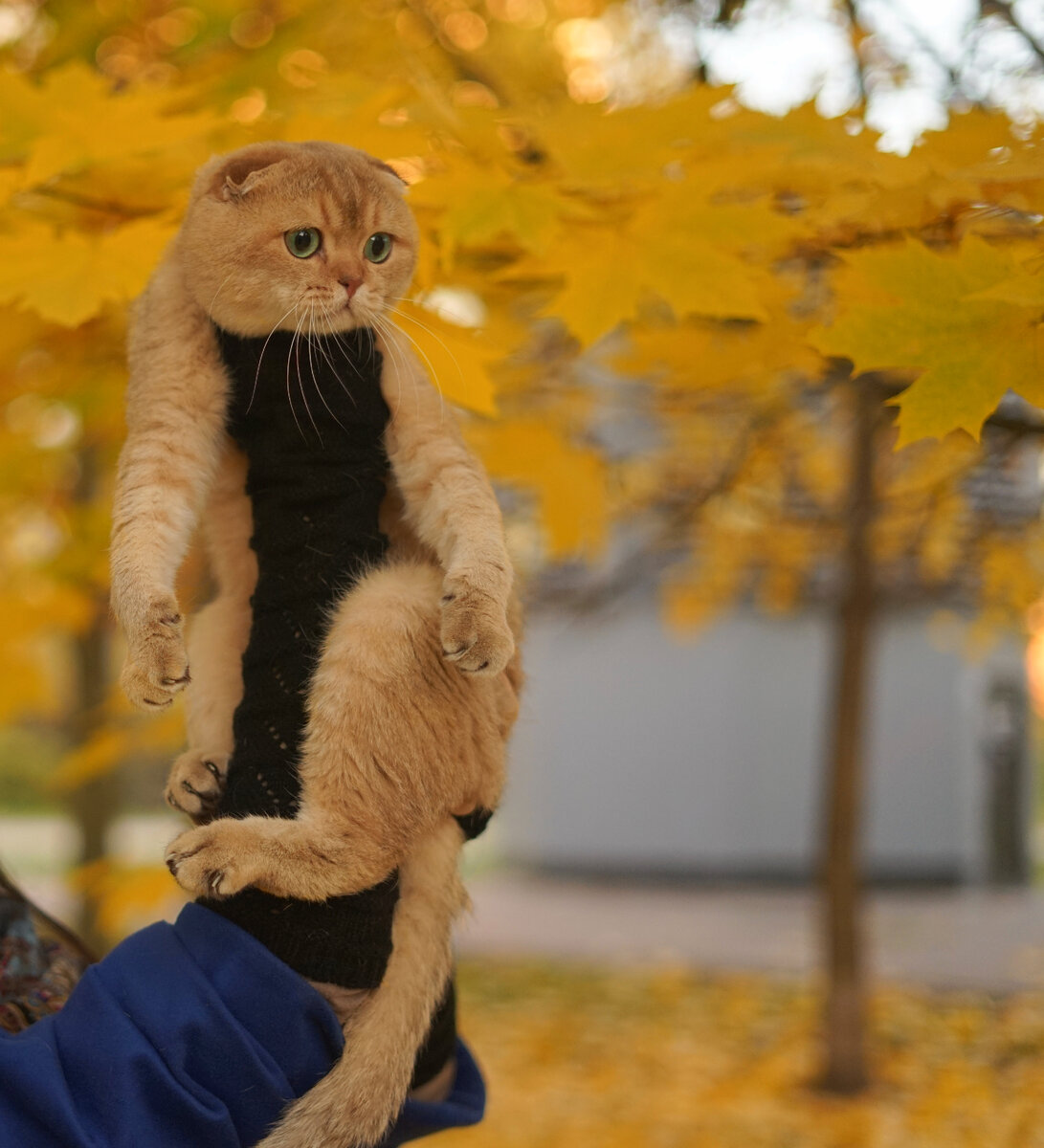 Осень нашему производителю к лицу🍁😽