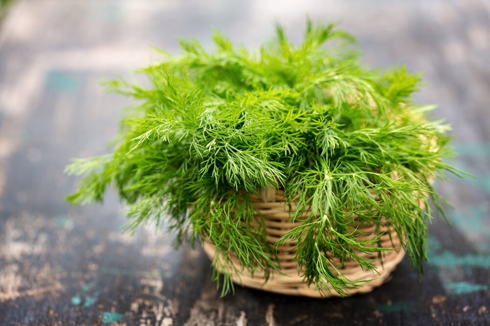 Новые сорта укропа – шикарные зелёные «букеты» с повышенной ароматичностью