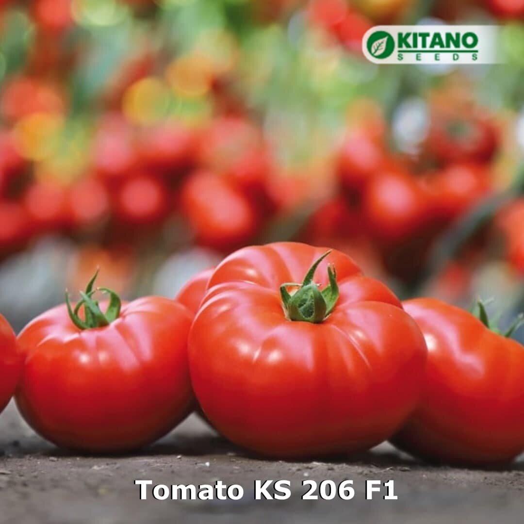 томат KS 206 F1