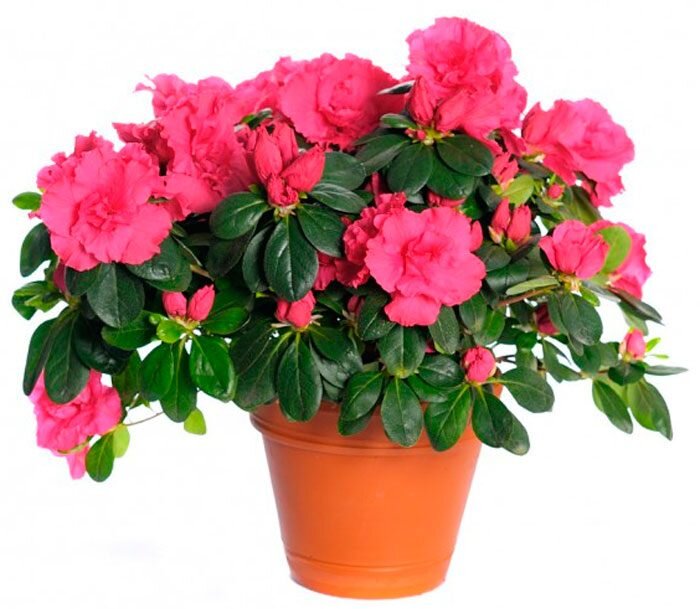 Китайская азалия во время цветения. 