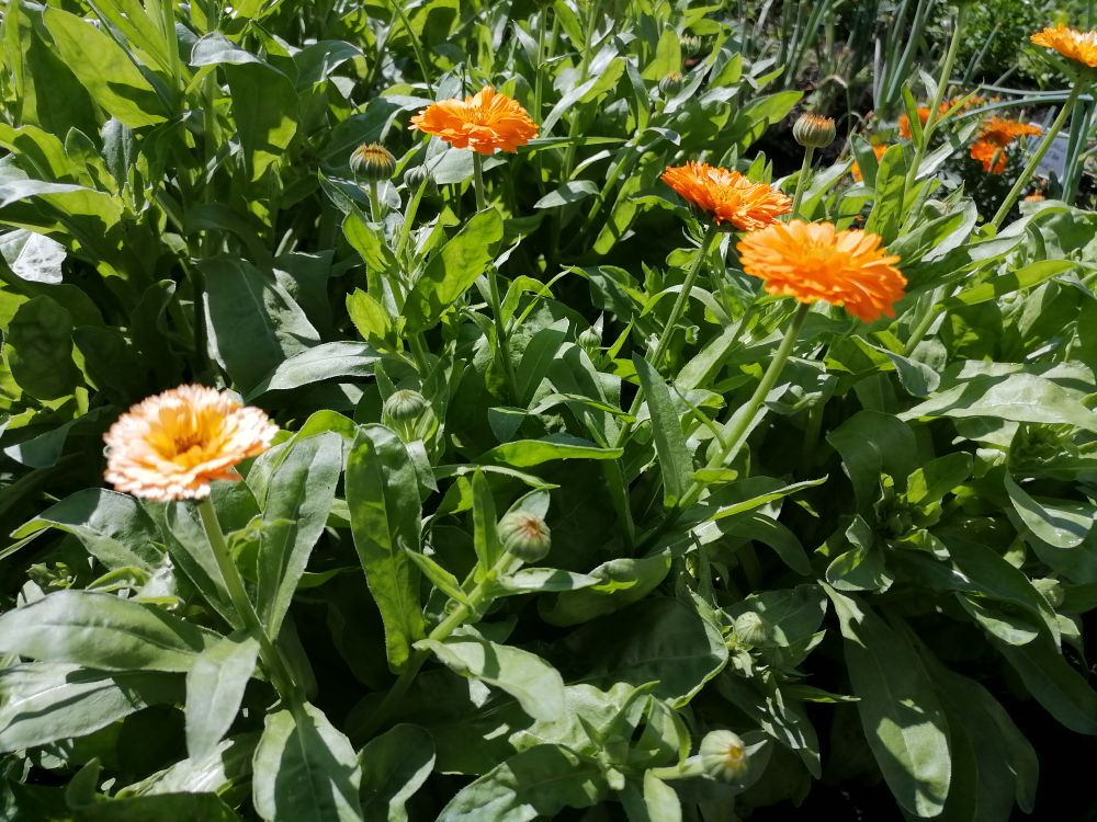 Calendula officinalis Flower extract