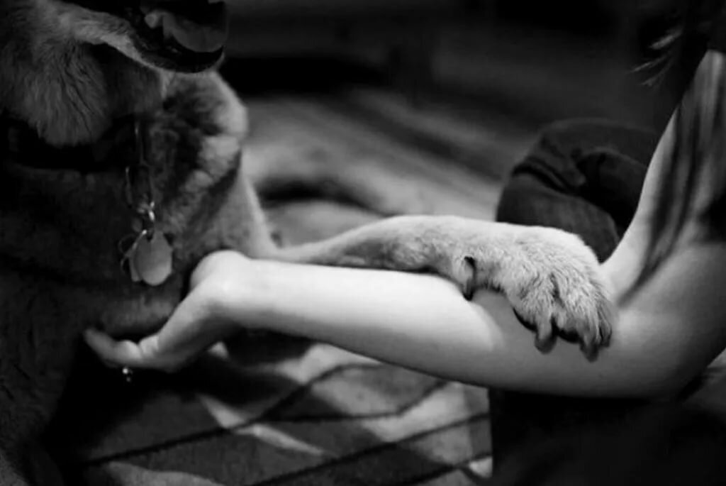 Прощание с хозяином. Любовь к животным Эстетика. Эстетика людей и животных. Человек с собакой. Собака на руках.