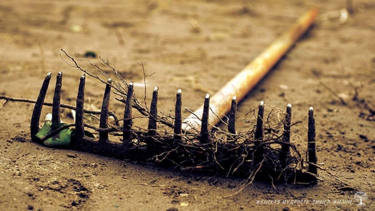 Фото взято из сайта https://yandex.ru/images/ с разрешением для использования