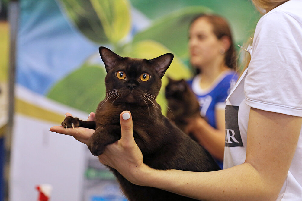 WW'18, NW'18. NW'16, SC Parmida Jasper*RU, JW & DVM из питомника Jasper Burmese