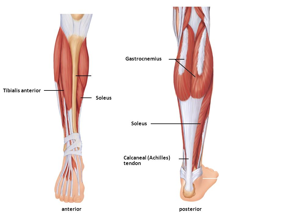 Открытый голень. Камбаловидная мышца (m.Soleus). Тибиалис Постериор. M gastrocnemius мышца. Tibialis anterior мышца.