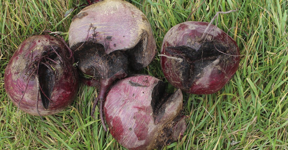 Как избежать растрескивания свеклы