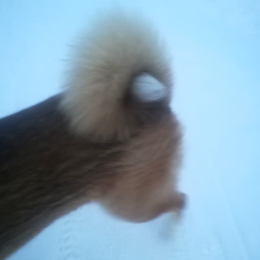 Хвост супер-закручен в мороз