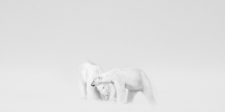 "Белая свадьба" фотограф: Рой Галиц