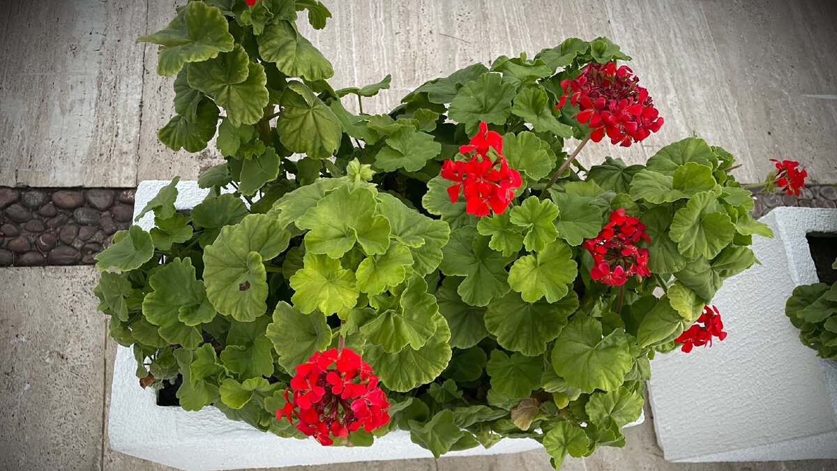 герань любимый цветок