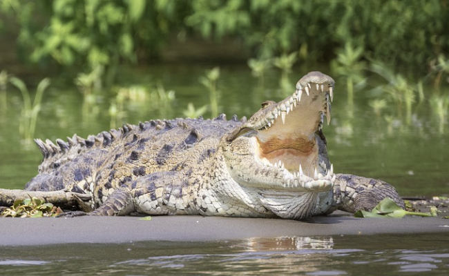 фото pixabay.com