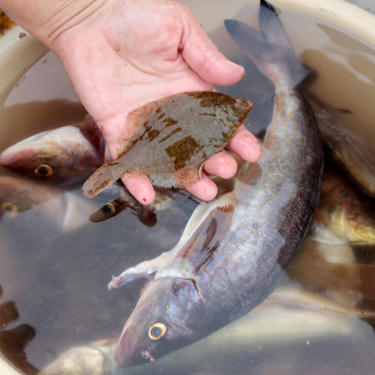 Море кормит людей