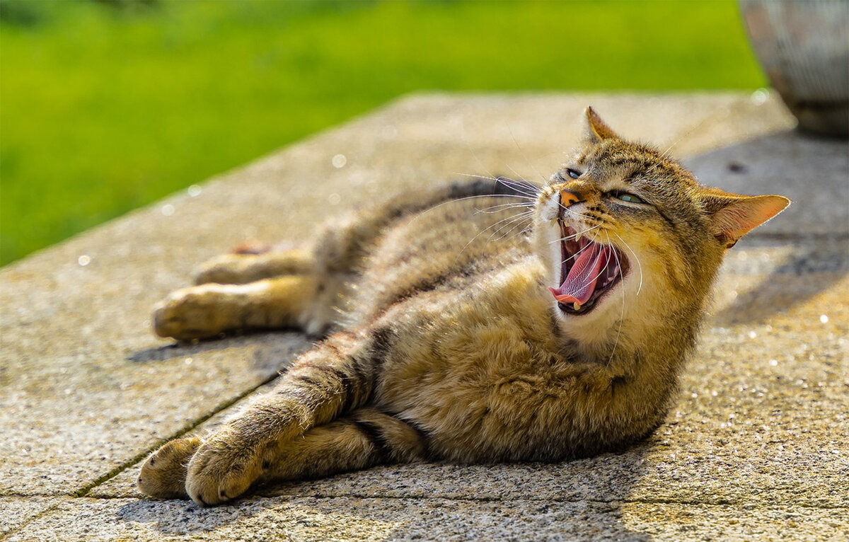 Две причины, по которым кошка зевает в ответ человеку | Заметки  зооработника | Дзен