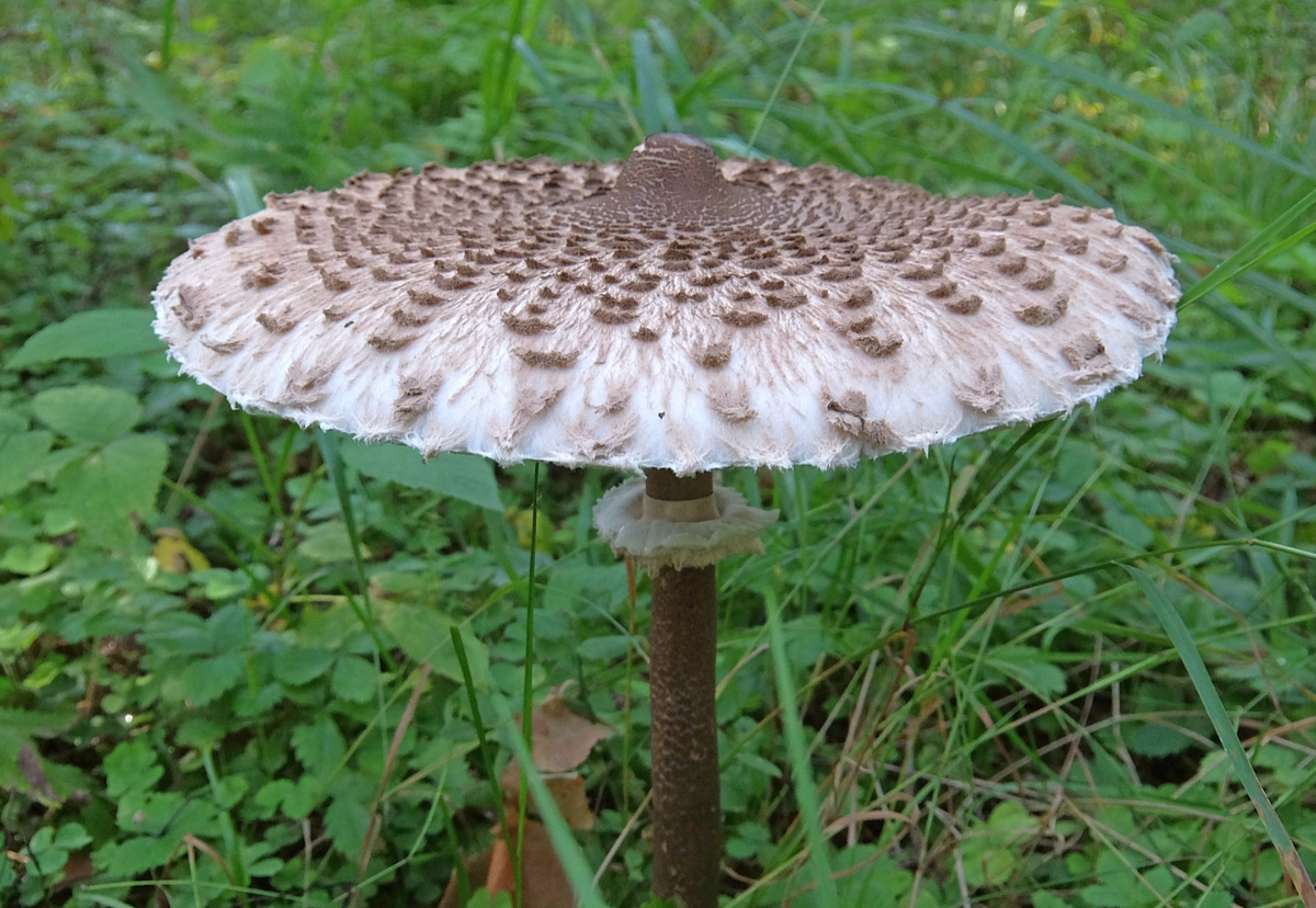 Автор фото: Бывалый роллер