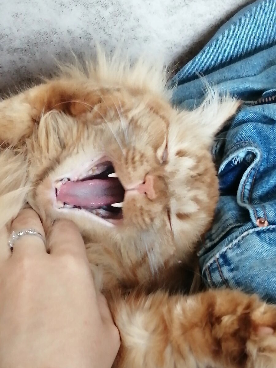 Какие зубки