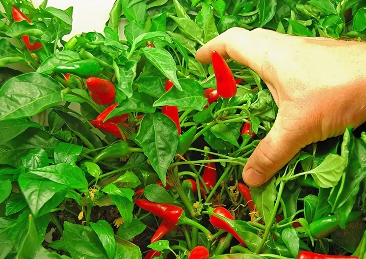 Фотография взята из источника ponics.ru