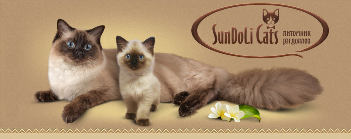 Питомник кошек рэгдолл SunDoLi_Cats