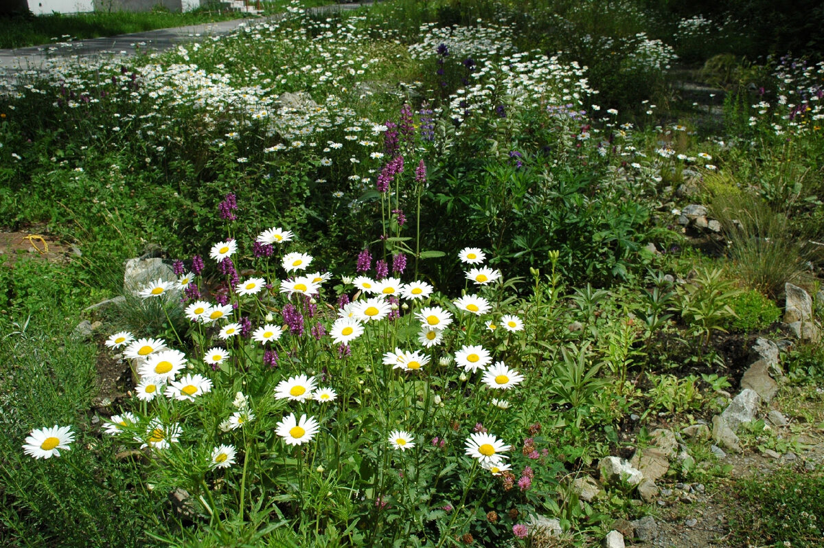Ромашки и стахисы принесены из леса. Уральские эндемики хорошо соседствуют с городскими цветами. Справа подрастают лилии и лесные саранки. 