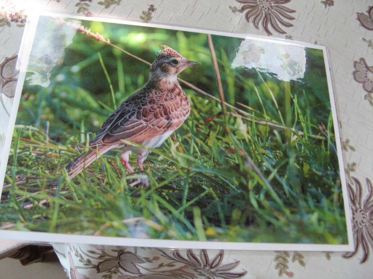 Жаворонков лепим по образцу настоящей птички: с длинным хвостиком, длинным клювом и с хохолком на голове. Фото автора.