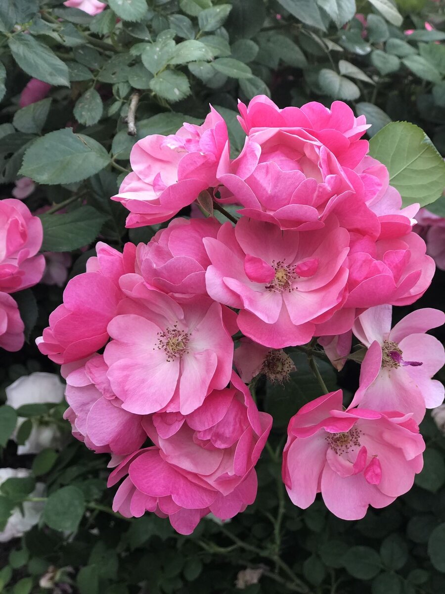 Цветение Ангелы