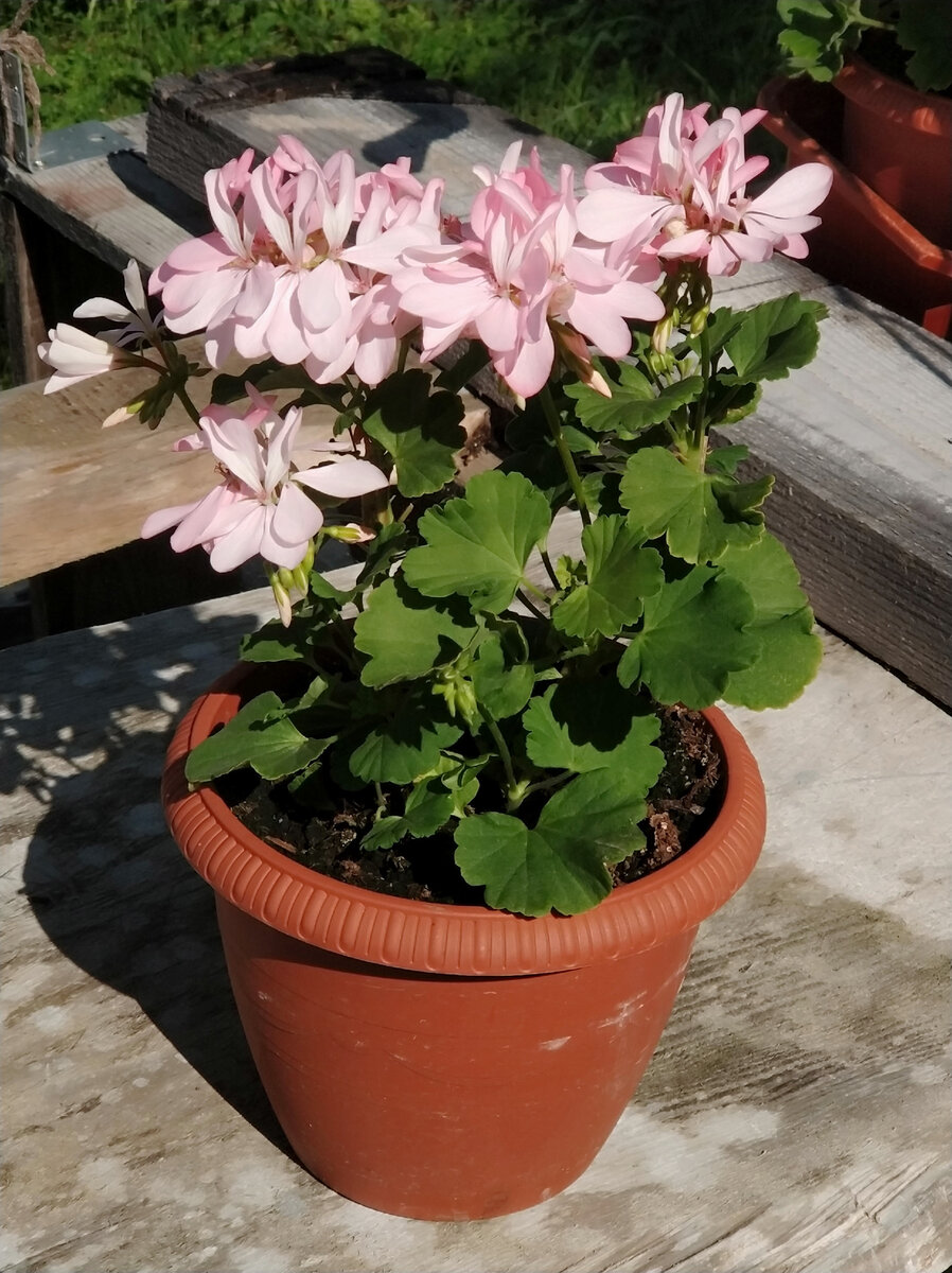 Elnarid’s Froken Flora  