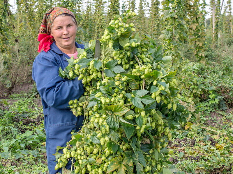 Нестабильный рубль и угроза санкций заставляет задумываться о возрождении отечественной отрасли хмелеводства