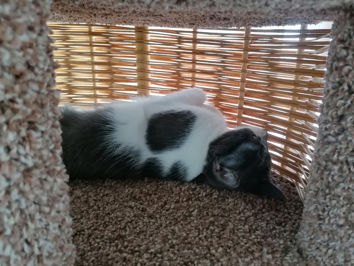 И вообще я сплю, подробности у Басеньки пытай, у неё чуйка на "Ветпомощь", а она вишь, спит себе спокойно.