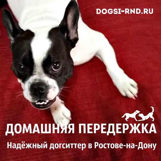 На фото французский бульдог Плюша