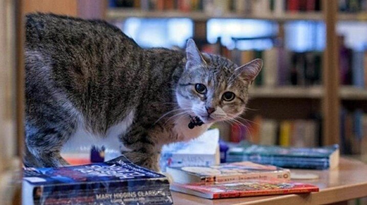 Кошка Муся. Источник: www.spb.kp.ru