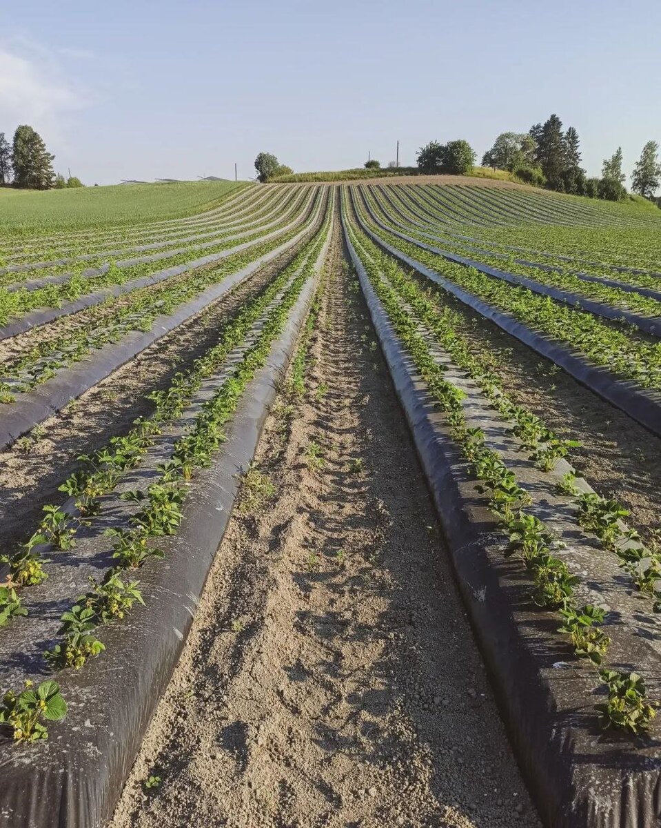 Финское клубничное «рабство»: как я решилась поехать на сбор клубники в ...
