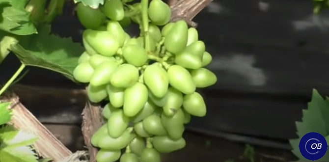Как уберечь виноград от болезней, чем обработать