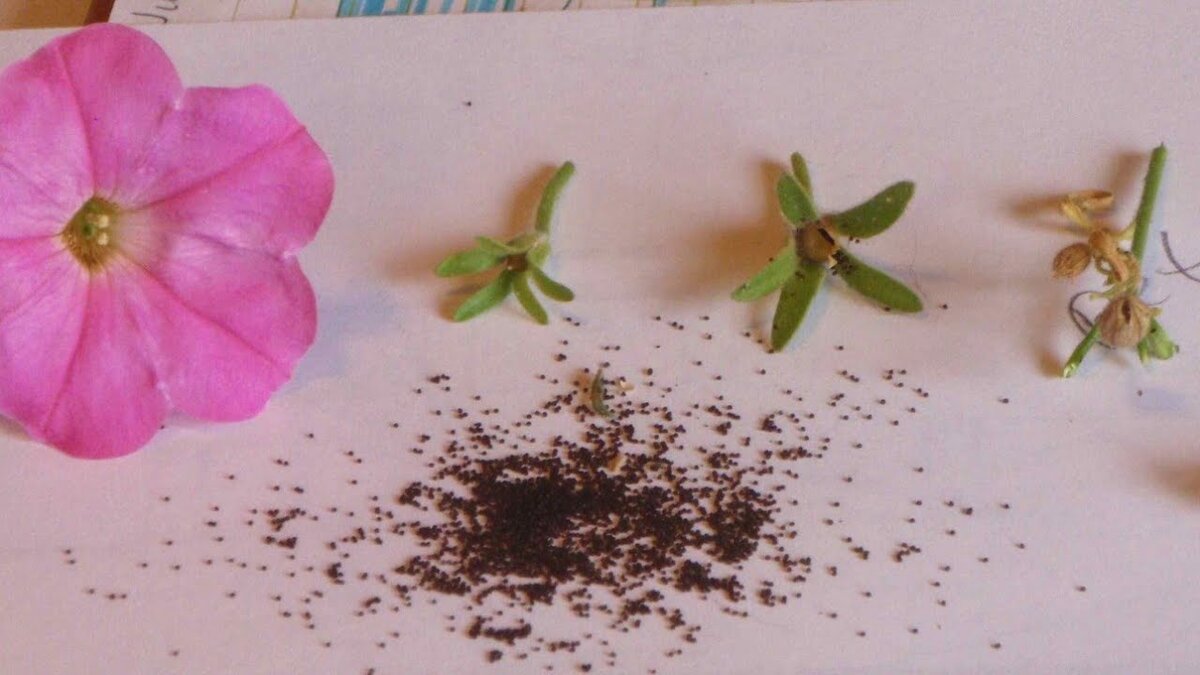 Как собрать семена герани в домашних условиях фото пошагово