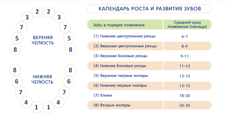 Булавина Екатерина Борисовна врач-педиатр 1 категории Когда у грудничков обычно начинают резаться зубы? — Время прорезывания зубов довольно разное.-2