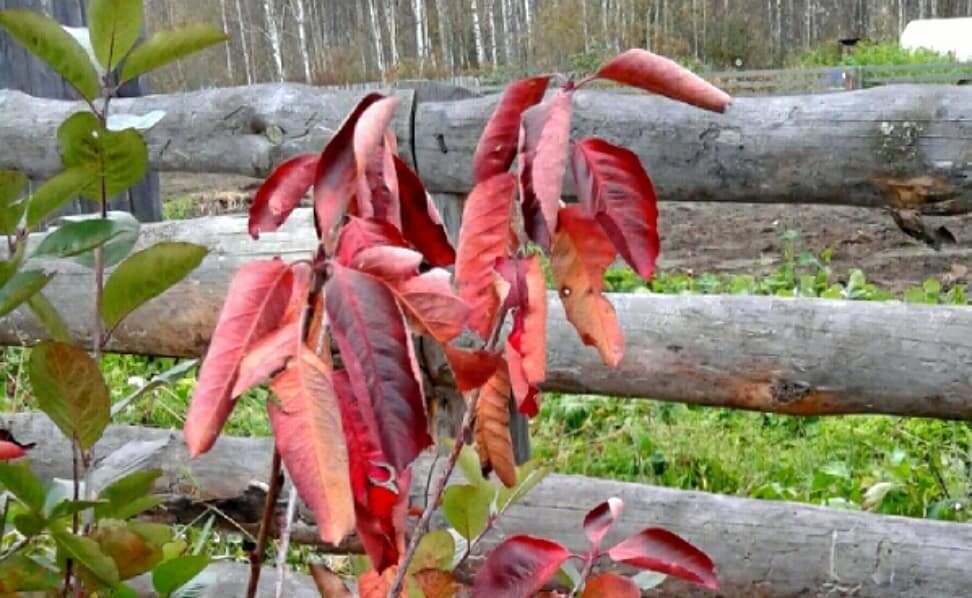 Фото из моего архива